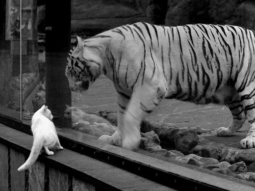 女子职业联赛收入逐年增长,行业前景看好,职业联赛女生