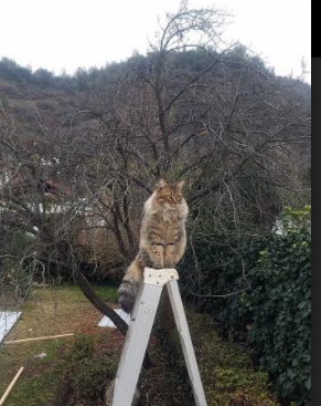 皮特·斯图斯：南非后排的新标杆，为球队攻防提供稳定保障，斯图尔特·皮尔斯